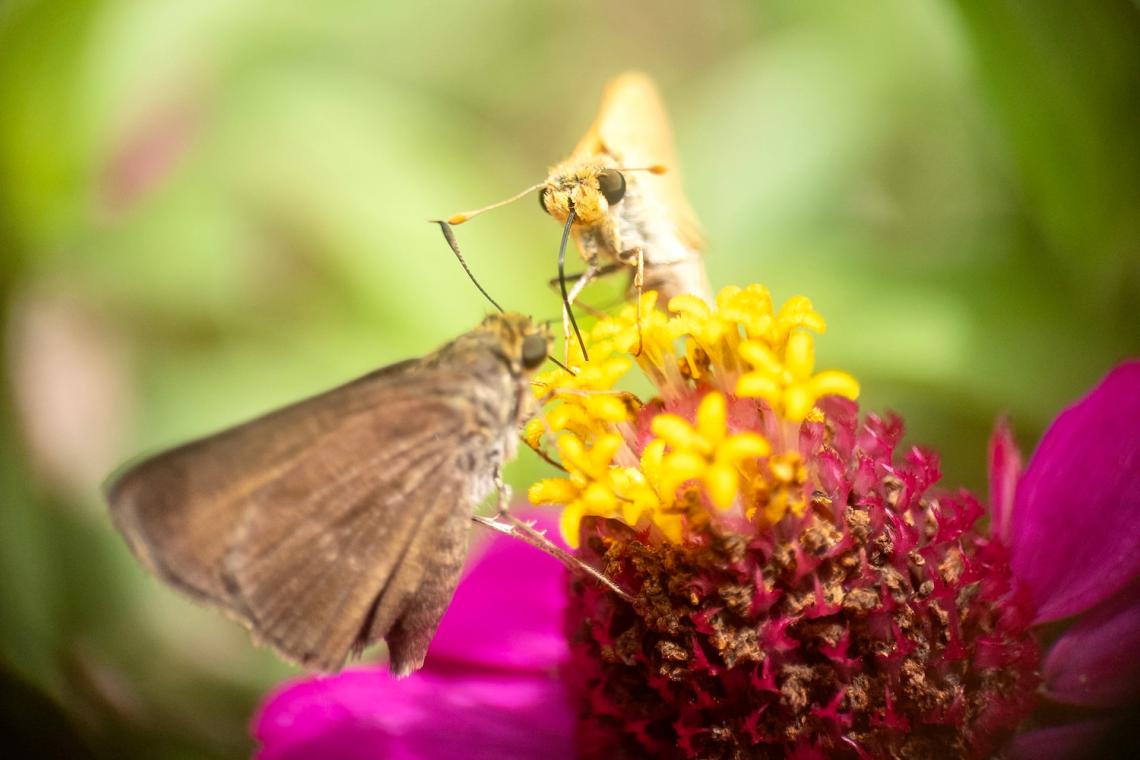 butterfly macro image on flower apexel 100mm