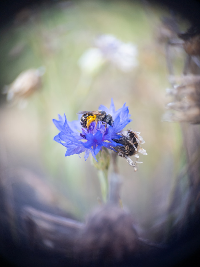 Furrow bee on blue flower – Halictutus Odontalictus furrow bee on blue flower – Halictutus Odontalictus