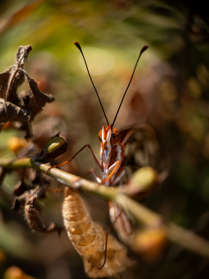 Butterfly on cocoon – Dionne vanillae butterfly on cocoon – Dionne vanillae