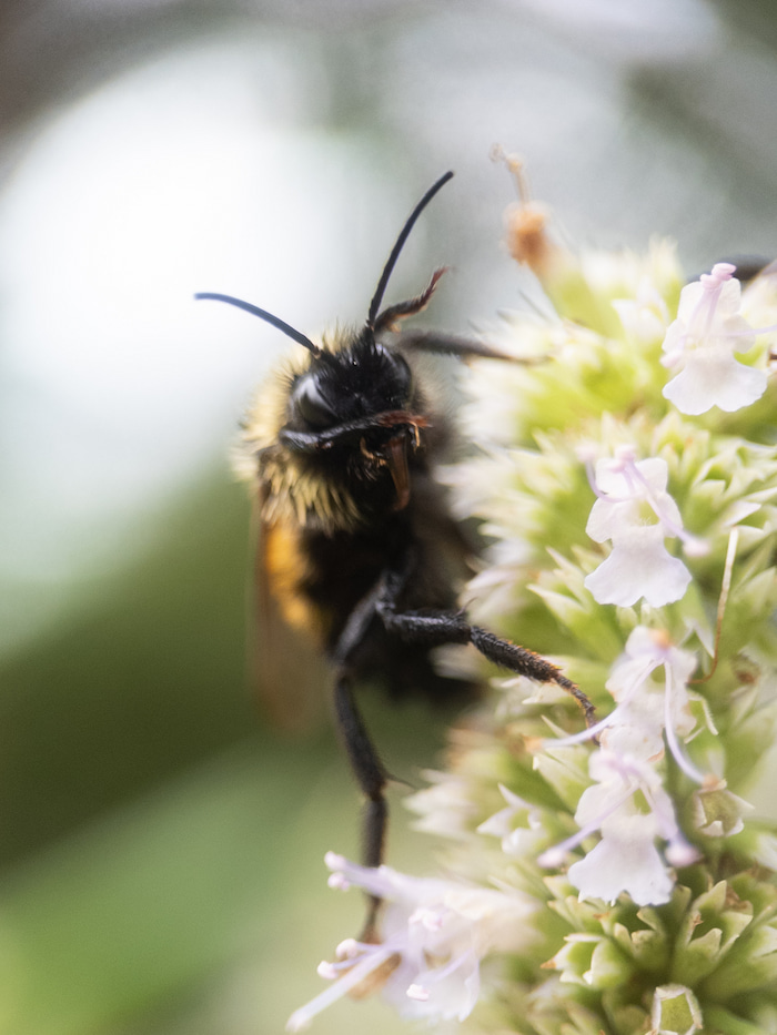 Bee wiping face – Bombus citrinus bee wiping face – Bombus citrinus