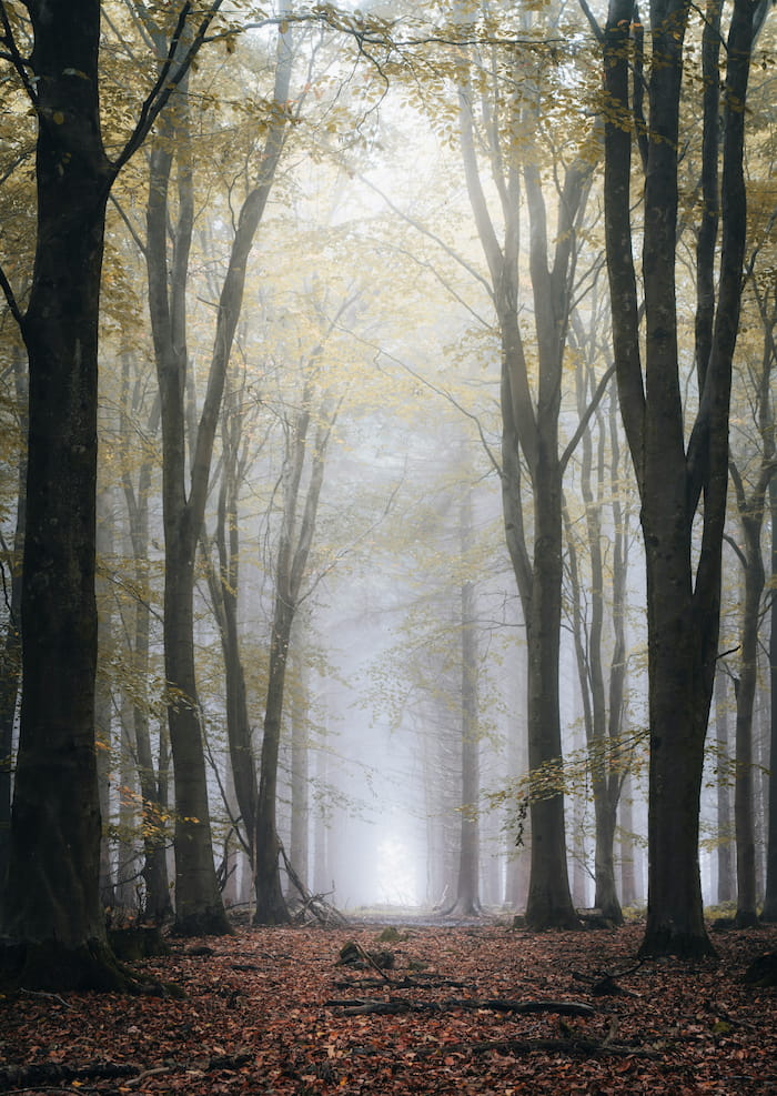 british autumn forest nature