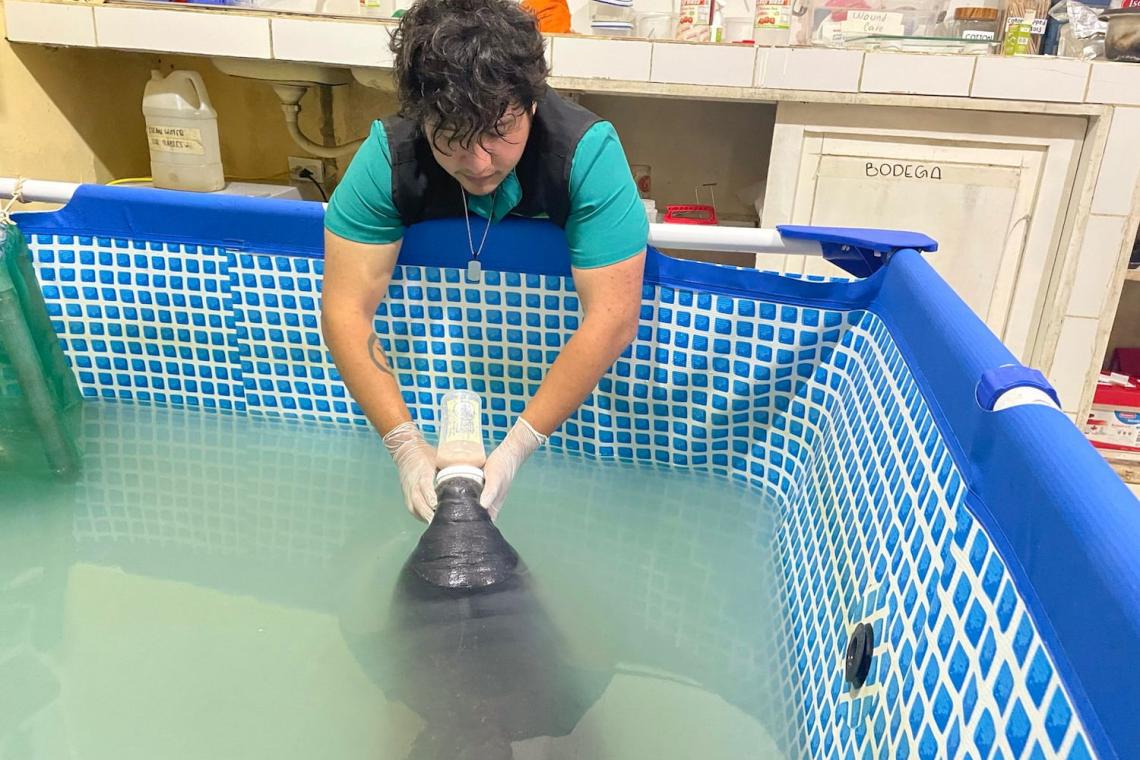 Saving the Amazonian Manatee