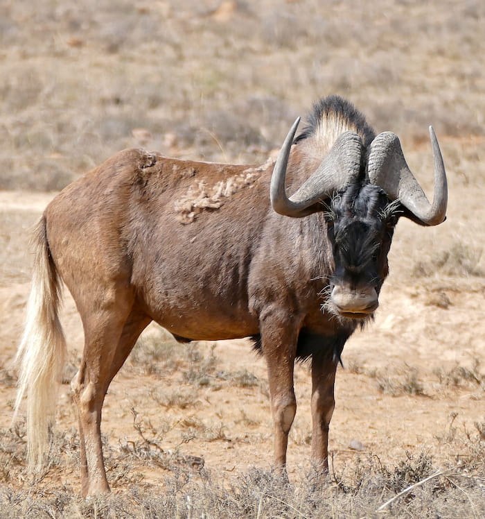 The protected black wildebeest. No longer endangered. The protected black wildebeest. No longer endangered.