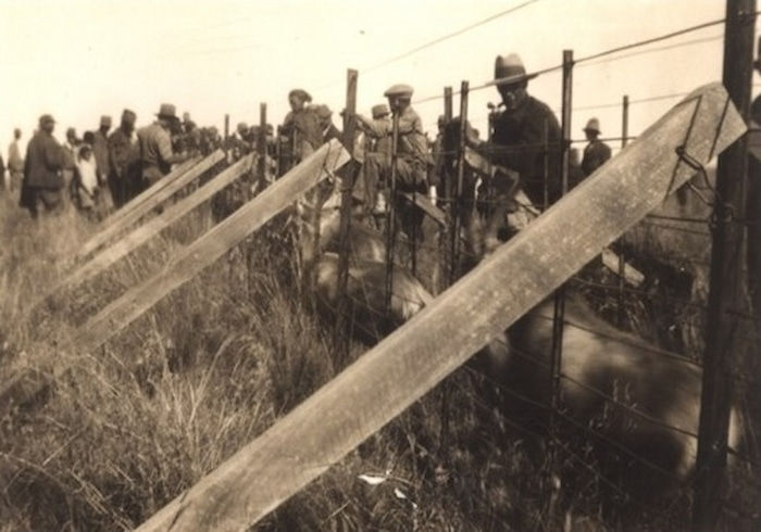 The primitive game capturing kraal erected of iron poles and steel wire to capture all the game for translocation. The mortality rate, shocking between 41 – 58% on the plains game, in those initial years of game capturing. Today, with improved technics, over 5% is rated high. primitive game capturing kraal erected of iron poles and steel wire