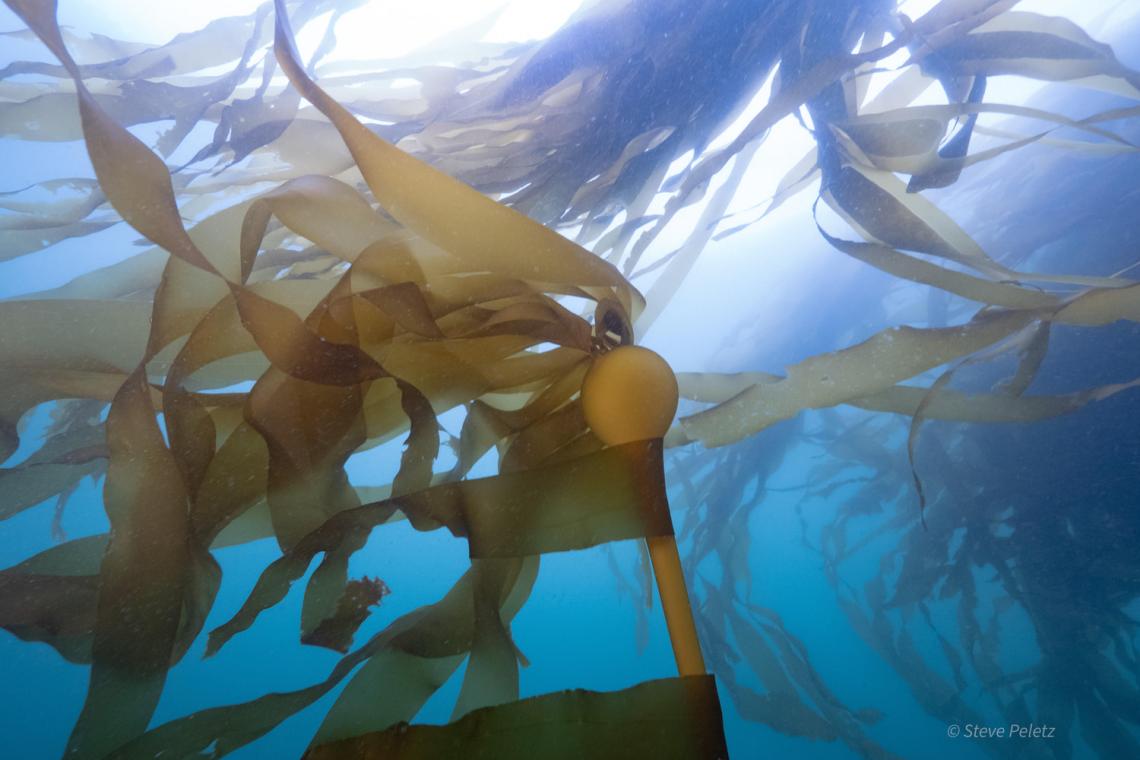 Bull Kelp Ocean Warming Community