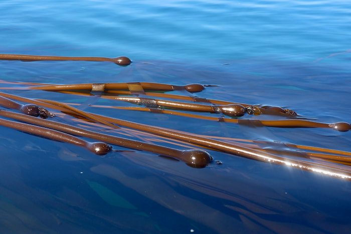 bull kelp image