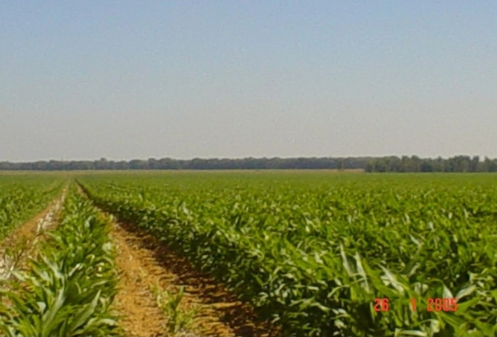 Sommerville, now, 99 years since its proclamation. maize fields
