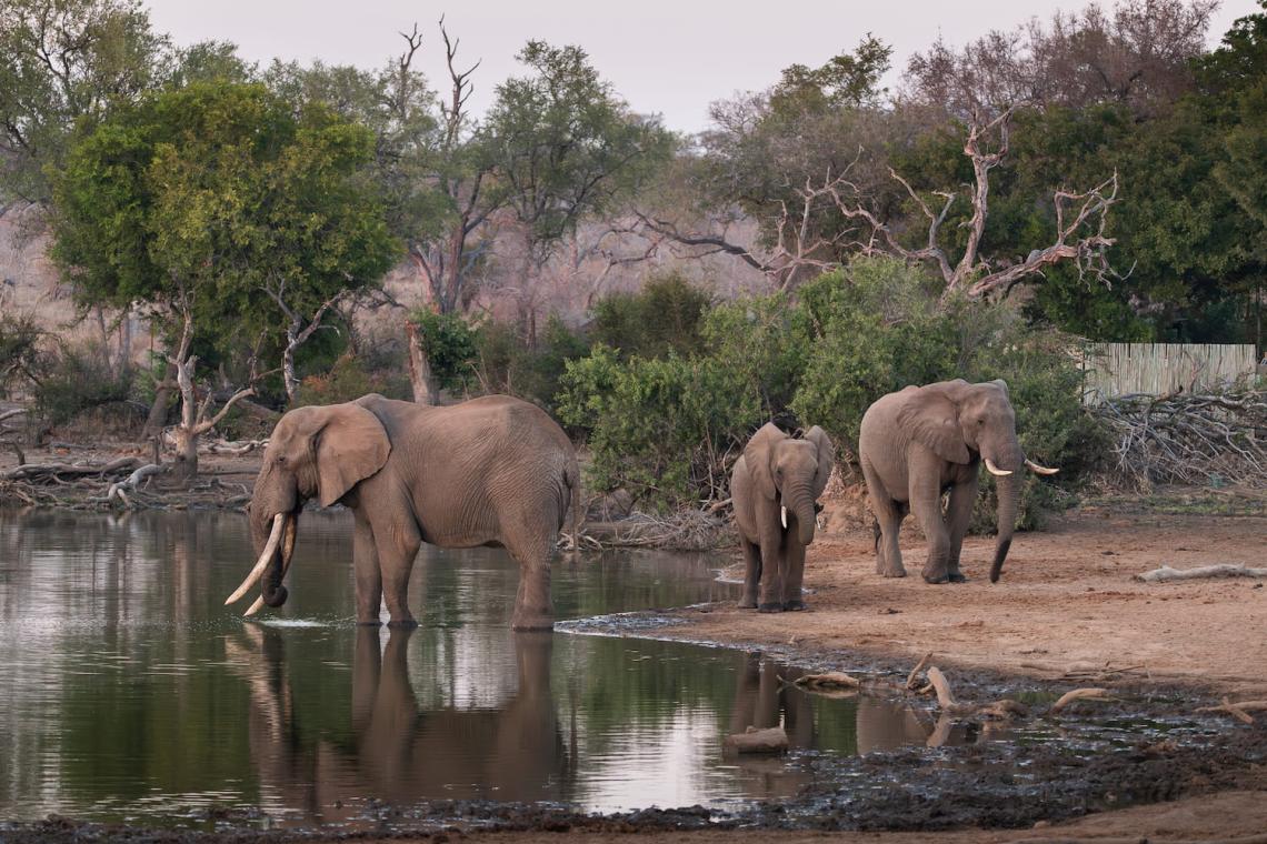 elephants drinking greater kruger park