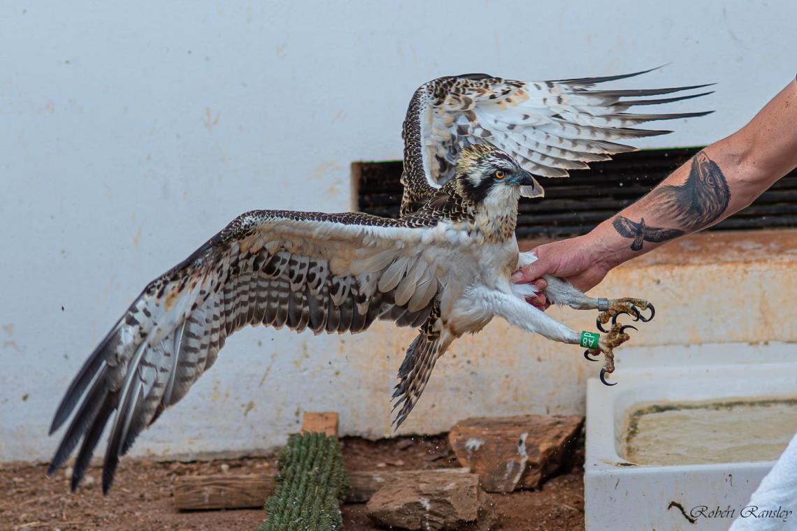 Bound for the Skies: A Juvenile Osprey's Journey Back to Freedom