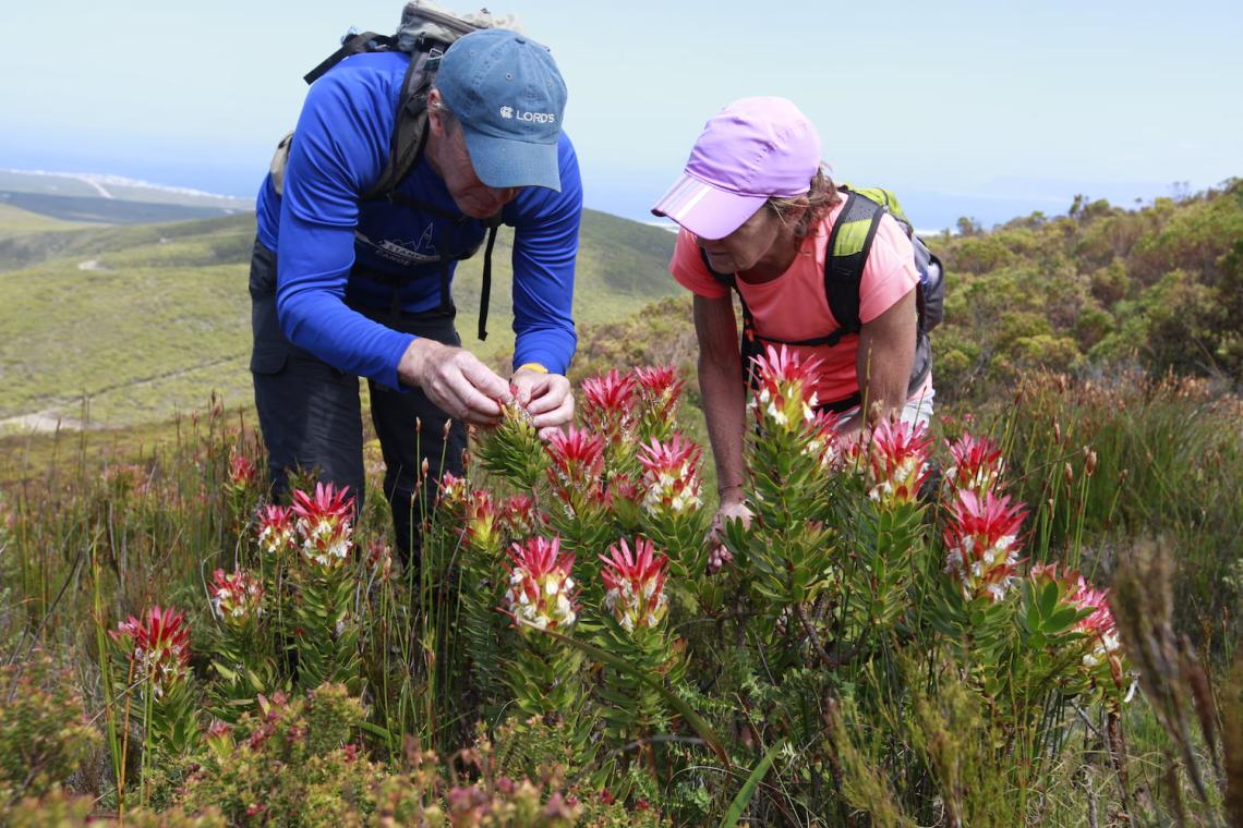 Diversity Trail, Sean Privett studying mimetes on Swartkransberg - image Shean Adey