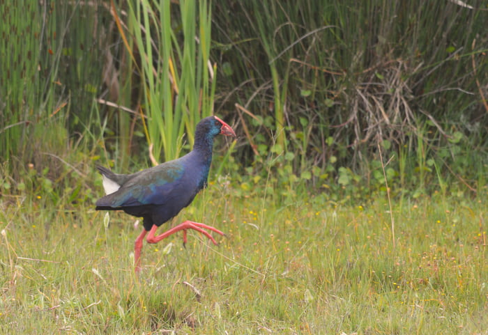 Image by Mike Fabricius Diversity Trail African Swamphen pic Mike Fabricius
