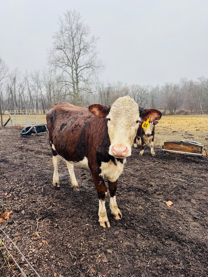 A cow on a regenerative farm, reflecting sustainable farming practices.