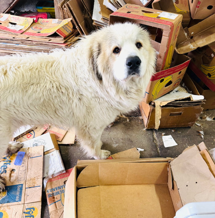 A farm dog nestled between books in a cozy farmhouse, embodying the relaxed, homely atmosphere of a regenerative farm.