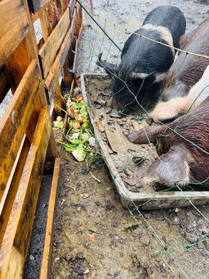 Pigs grazing on a regenerative farm, in the mud showing farm surroundings, showcasing sustainable farming practices.