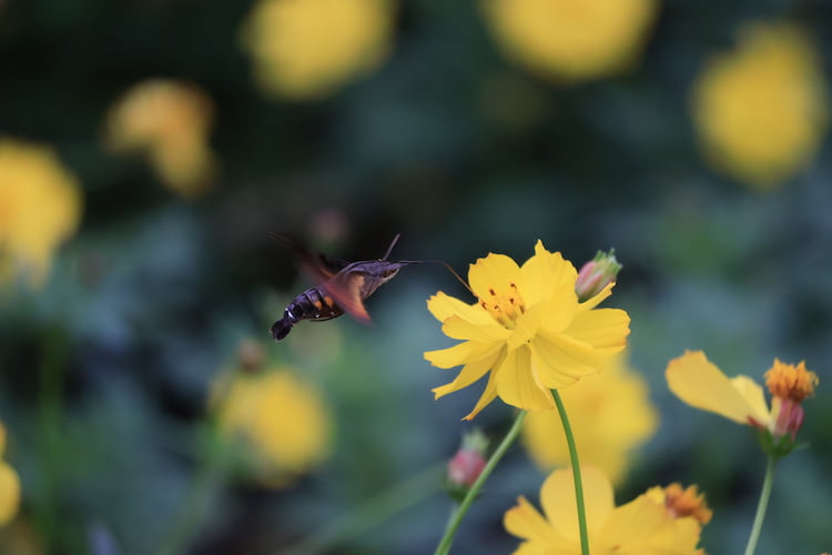 Big or small, the R10 managed handsomely. This is a Hummingbird Clearwing Moth, snapped at the Hamarikyu Gardens in Tokyo. Image