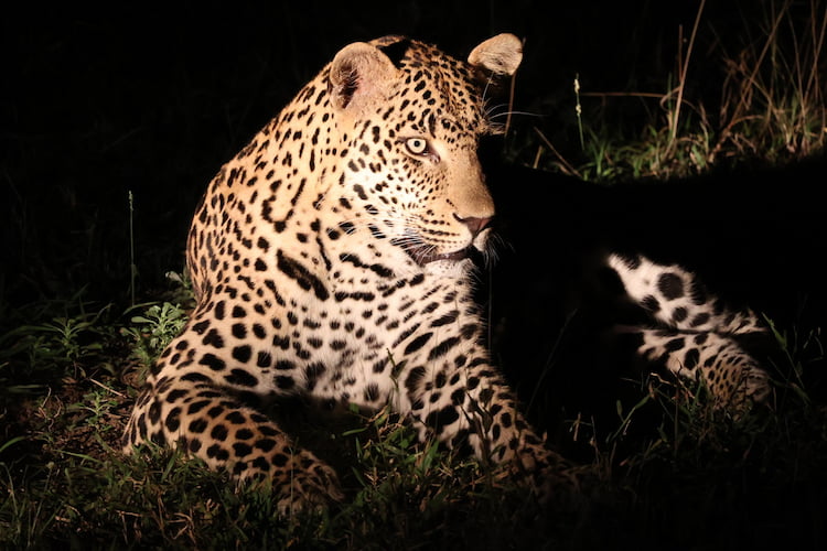 Tricky lighting conditions were of little impediment to the R10 on a night-drive at Singita, even with a spotlight involved. Image
