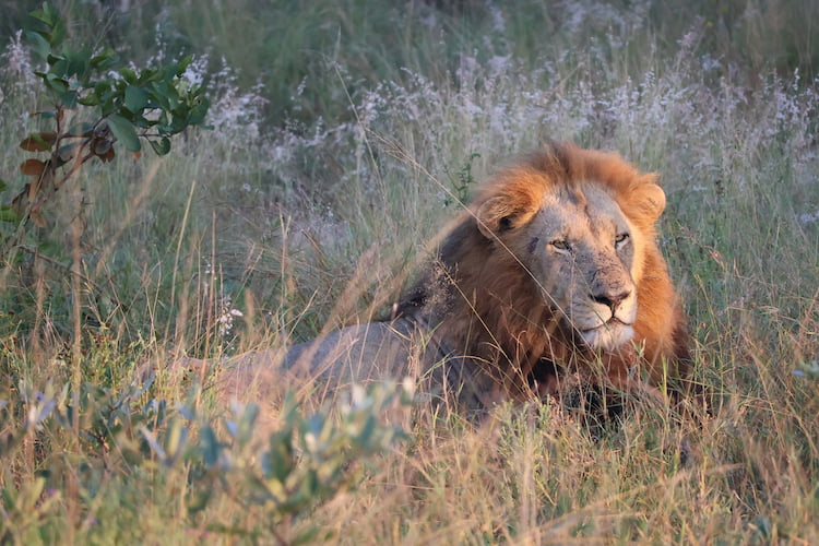 Moods in the veld at Singita, captured on the R10. Image