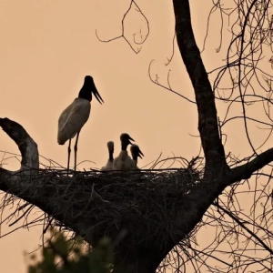 Tuiuiú nest in the sunset