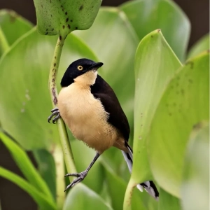 Donacobius atricapilla