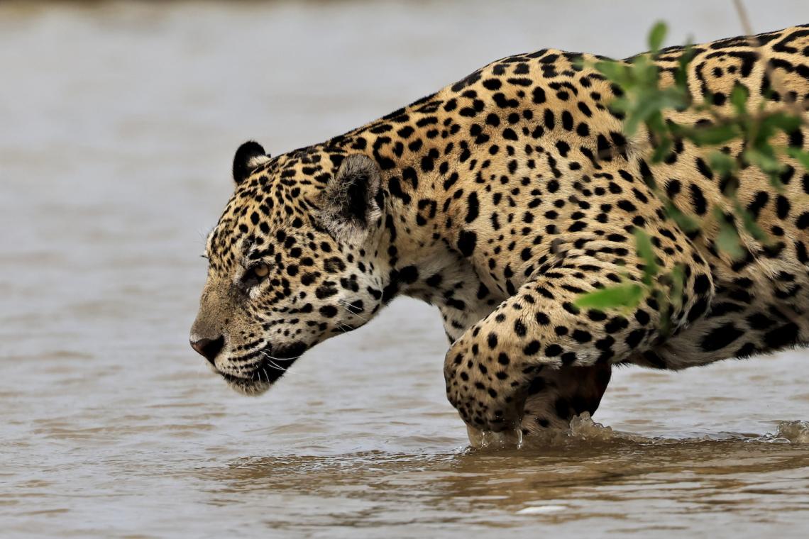 A pantanal jaguar entering the water 