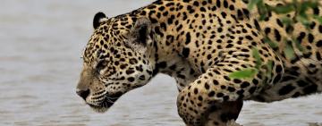 Jaguar Encounters in the Pantanal: Where to Go & How to View Ethically