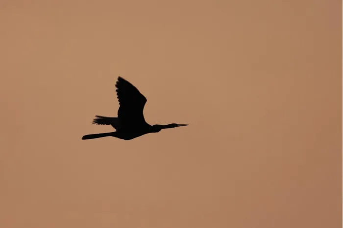 Anhinga anhinga