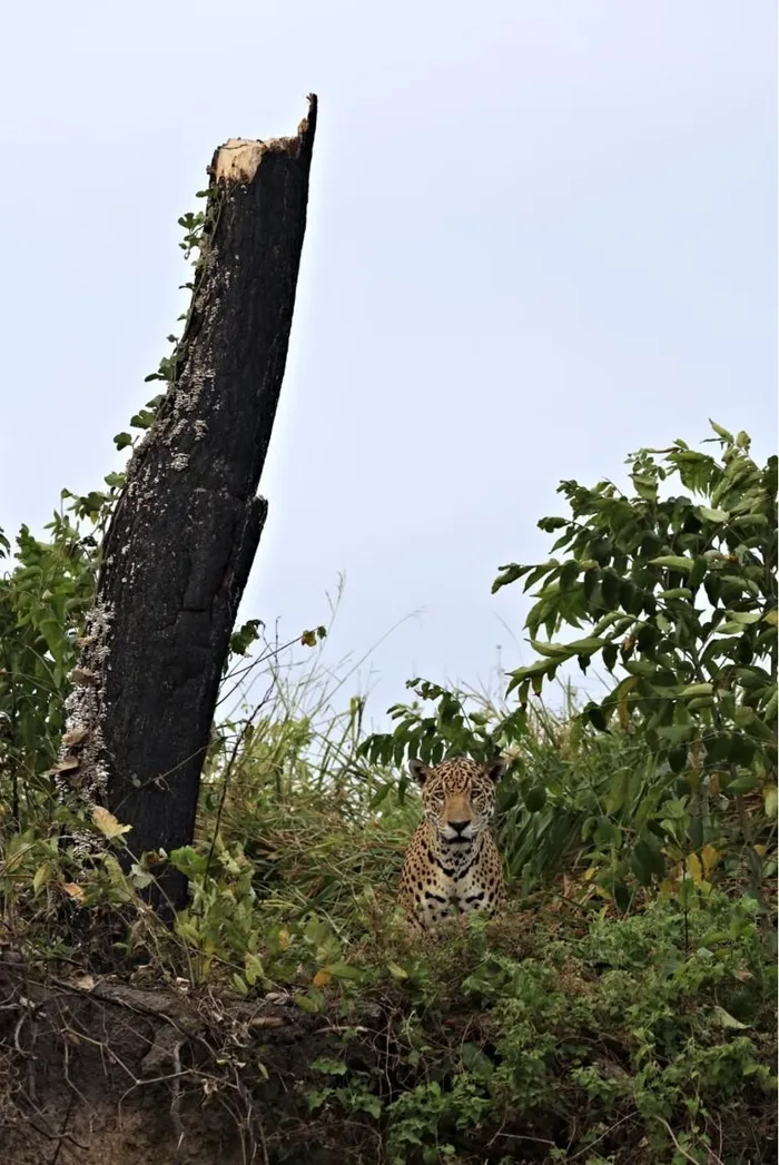 Fire scars are now spread over the whole Pantanal