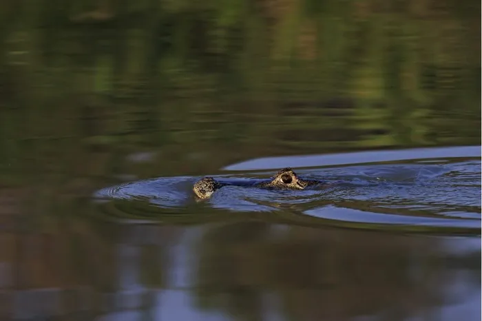 Cayman moving slowly in the calm waters of a small river pantanal