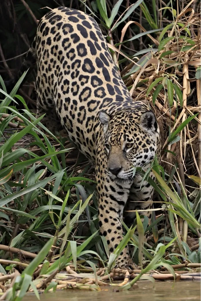 jaguar viewing in the pantanal brazil