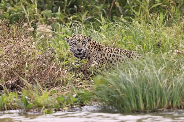 Pantanal jaguar in Brazil at the water