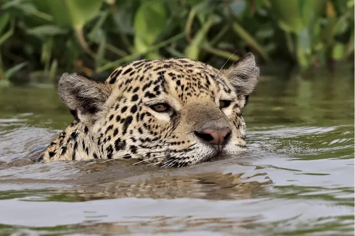 Jaguar crossing the river