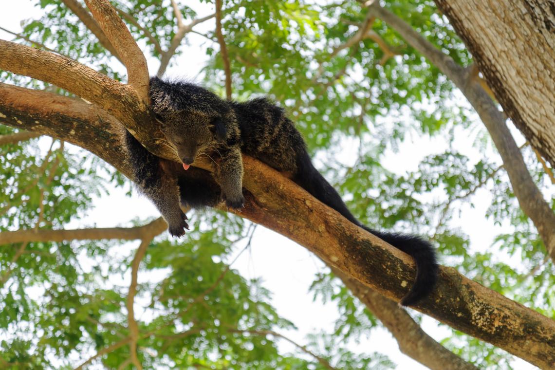 The Binturong Relaxing On A Tree