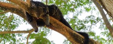 Popcorn-Scented Bearcats: The Binturong’s Role in Asia’s Rainforests—and How to Save It