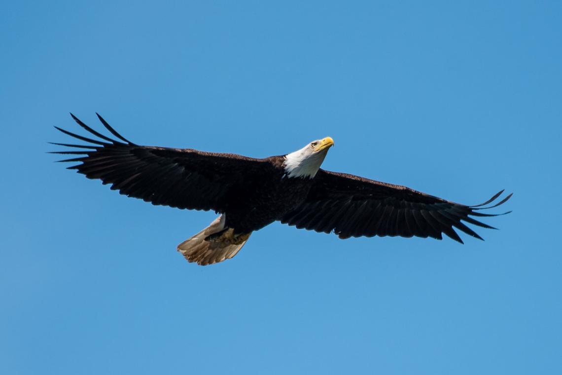 American eagle bird decline USA