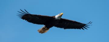 Where Birds Once Thrived: New Study Maps Rapid Declines in North American Strongholds