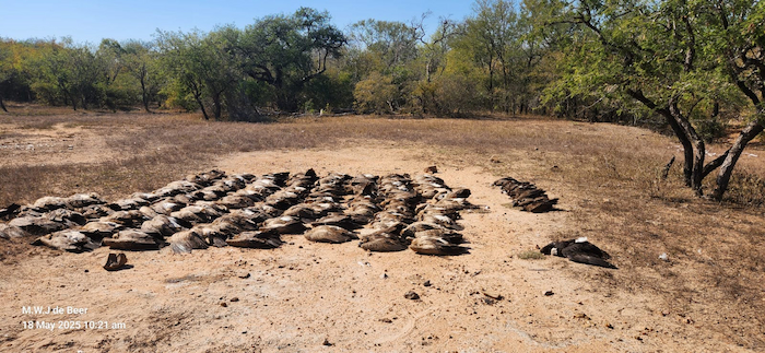 Vultures Mass Poisining