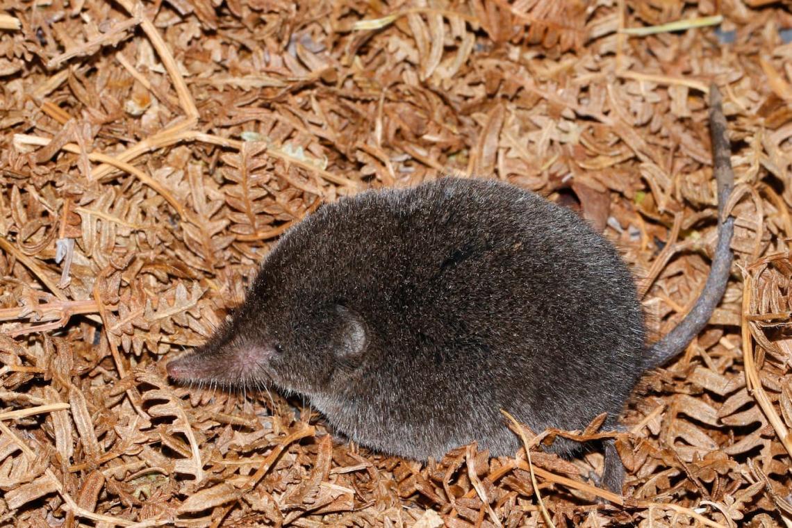 An image of the beloved shrew ,close up and personal 