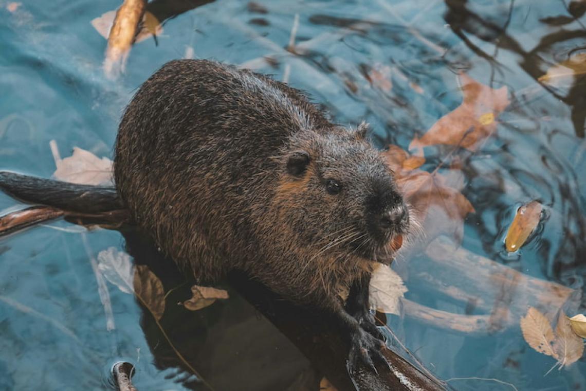 Beavers Rewilding Our World - Beaver in its Natural Habitat