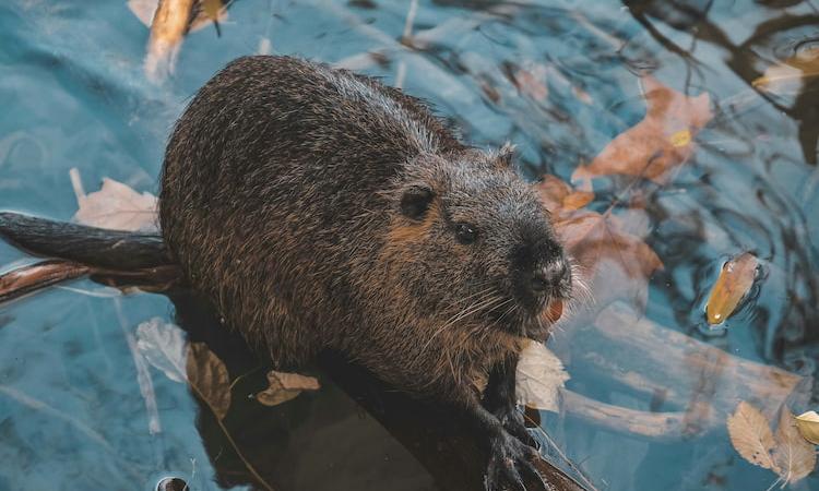 Beavers Rewilding Our World - Beaver in its Natural Habitat