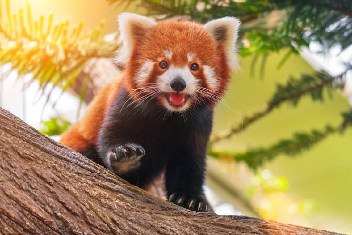 a happy red panda climbing on a tree and exploring