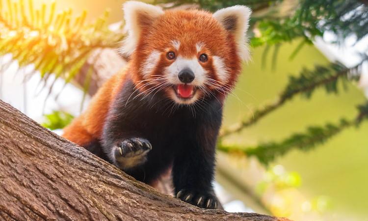 a happy red panda climbing on a tree and exploring