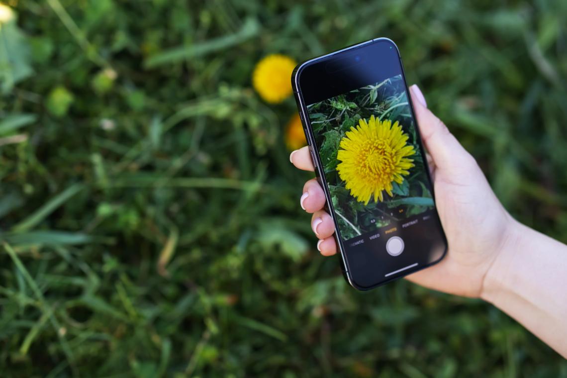 A citizen scientest taking a picture of an unknown flower