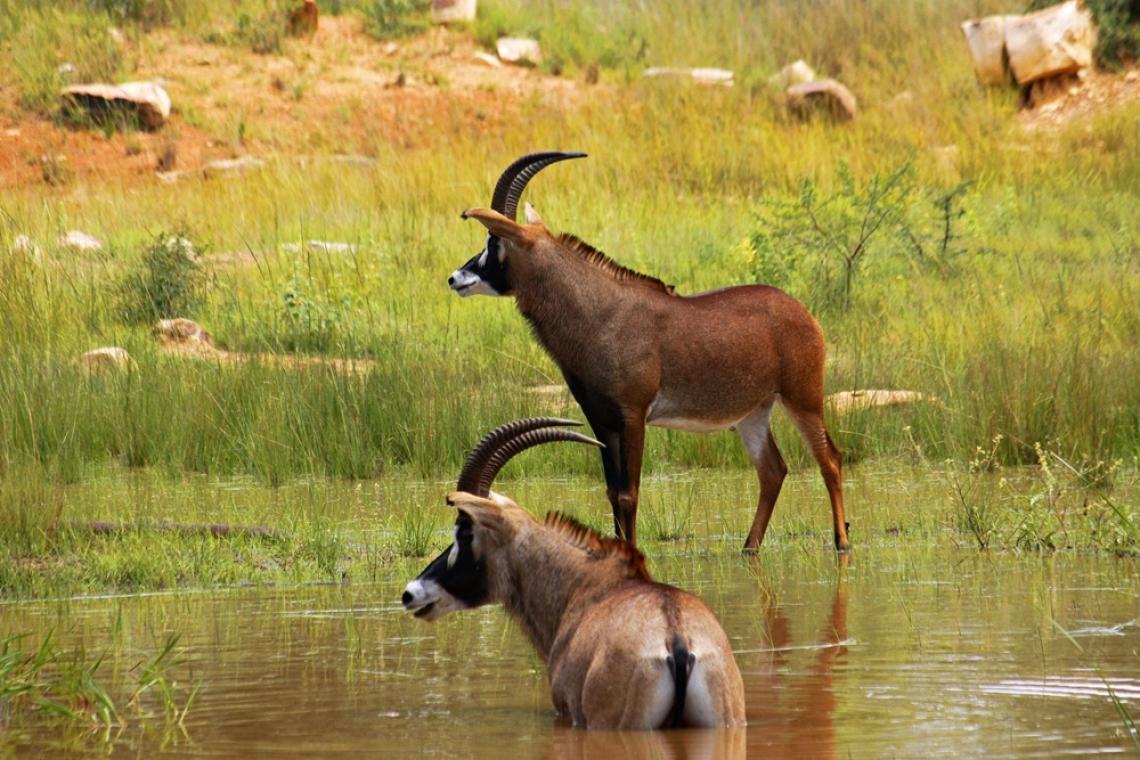 Hippotragus equinus, Roan Antelope;