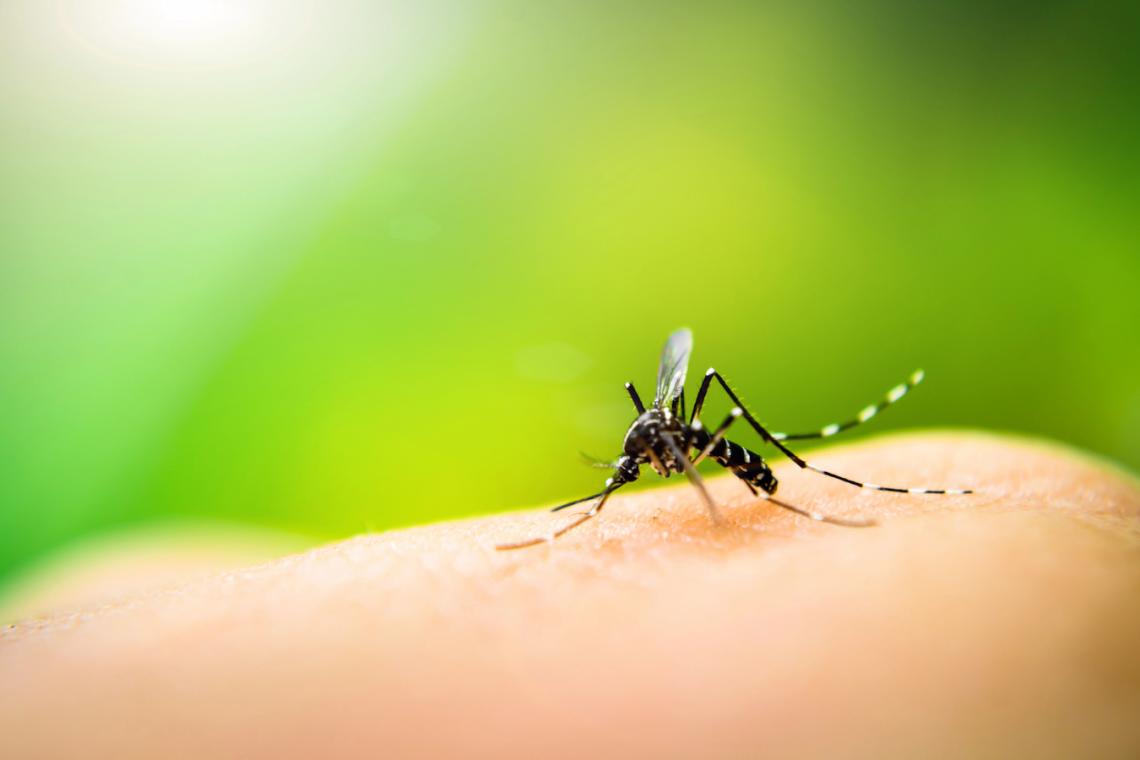 A mosquito safely placed upon a finger