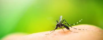 Should We Kill All the Mosquitoes? A Conservationist’s Dilemma 