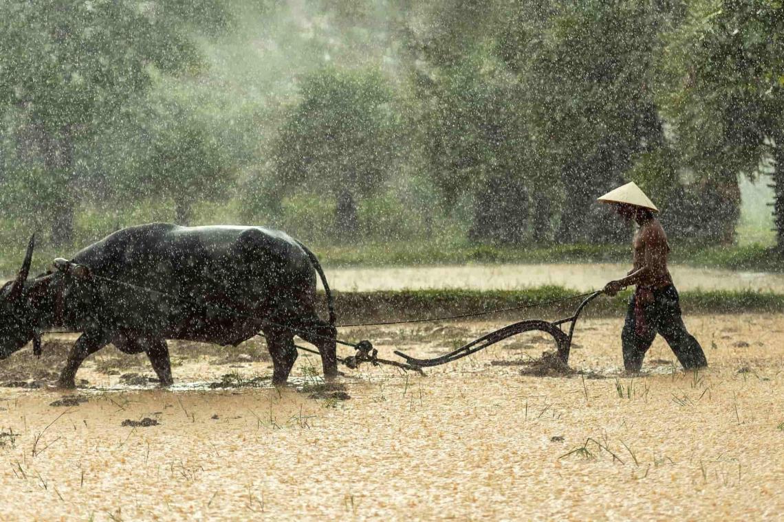 An indian buffalo farmer cultivating in india
