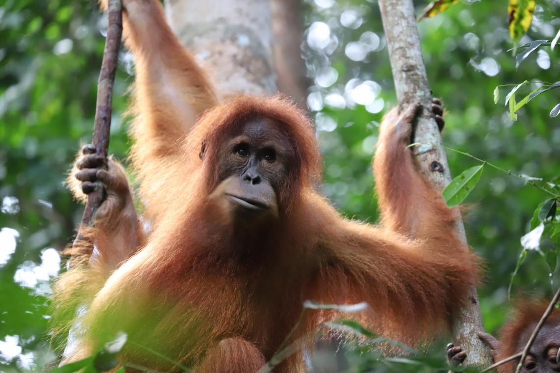 Orangutan in the protected Orangutan Open Sanctuary, Bukit Tigapuluh, Sumatra. Photo credit: Frankfurt Zoological Society