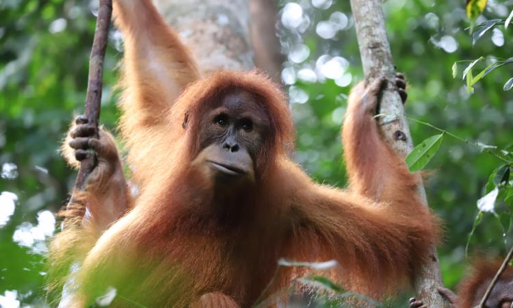 Guardians of the Last Wild Places: Why Forest Security Rangers are Essential to Protecting Critically Endangered Orangutans, Tigers, and Elephants.