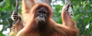 Guardians of the Last Wild Places: The Critical Role of Forest Rangers