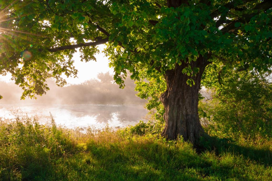 A beautiful, old oak tree on a field .